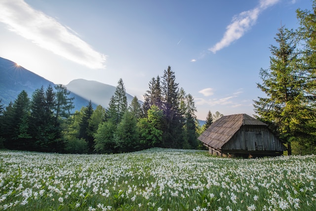 A tiny wooden house surrounded by a filed of blooming white flowers with the mountains and the blue skies in the background. 