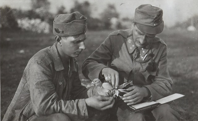 Vintage image of two officers attaching a message to a carrier pigeon.