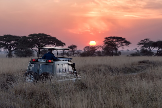 A jeep in the middle of a safari.
