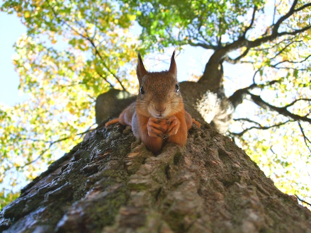 A perfectly timed photograph of a squirrel making its way down a tree.