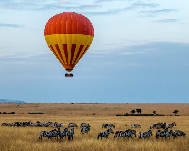 A hot air balloon hovers over a field where a herd of zebras is grazing.