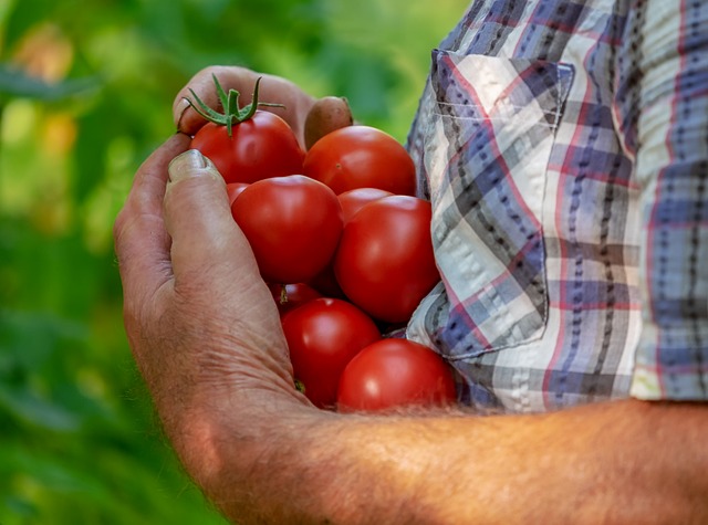 A farmer's hand cradling some newly-harvested ripe tomatoes.