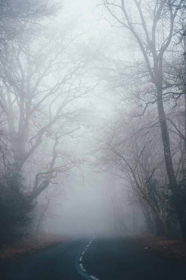 A road with bare-branched trees on the sides looking mysterious covered in fog