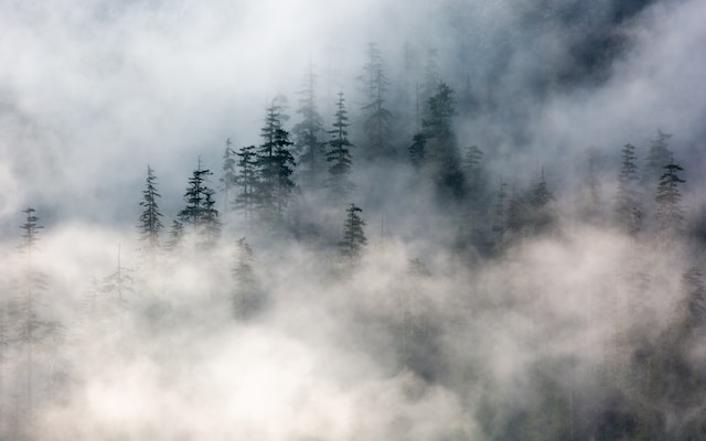 The mist lends an eerie, mysterious air to a forest